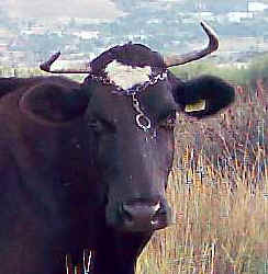 Kuh.jpg (11386 Byte)