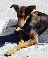 Knut.jpg (47438 Byte)