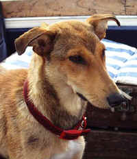 Pia1.jpg (30092 Byte)